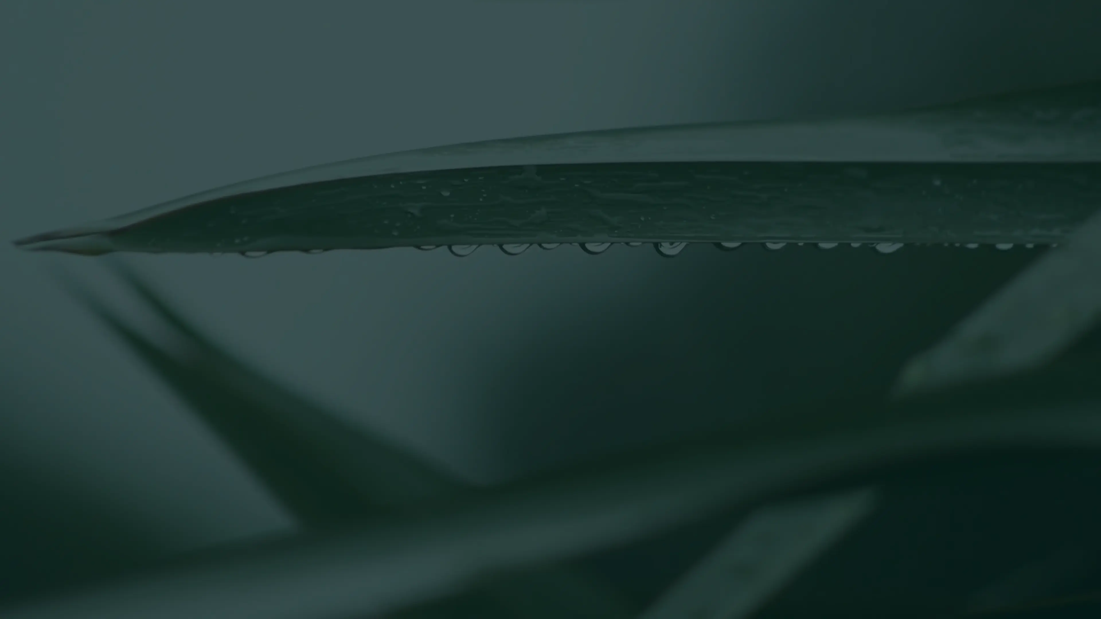 Поля Арніка